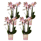 Kolibri-Orchideen | Kombi-Angebot mit 4 rosa Phalaenopsis-Orchideen – Andorra – Topfgröße Ø9 cm | blühende Zimmerpflanze – frisch vom Züchter von Kolibri Company