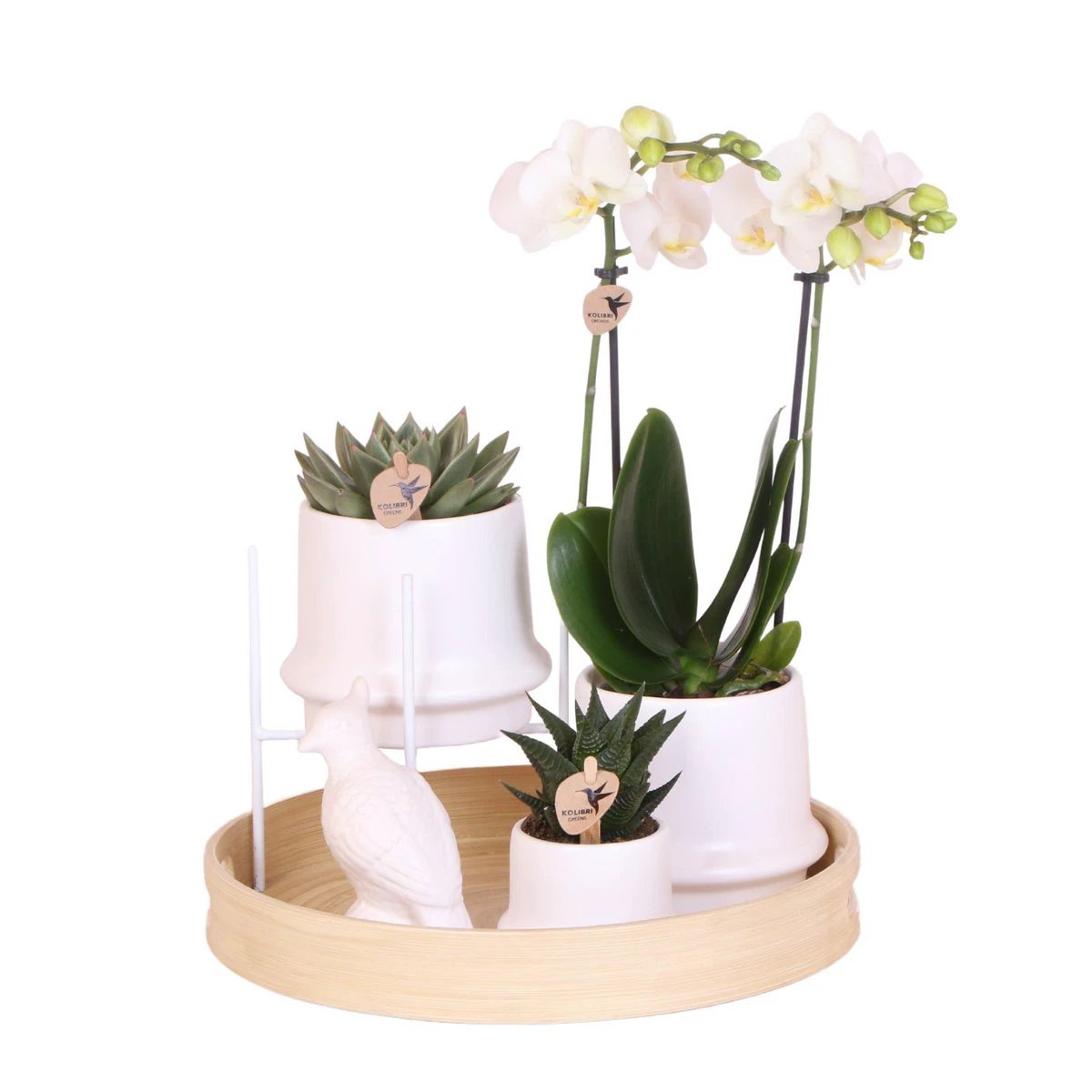 Hummingbird Company | Gift set Inner Retreat| Plant set with white Phalaenopsis Orchid and Succulents incl. ceramic decorative pots by Kolibri Company