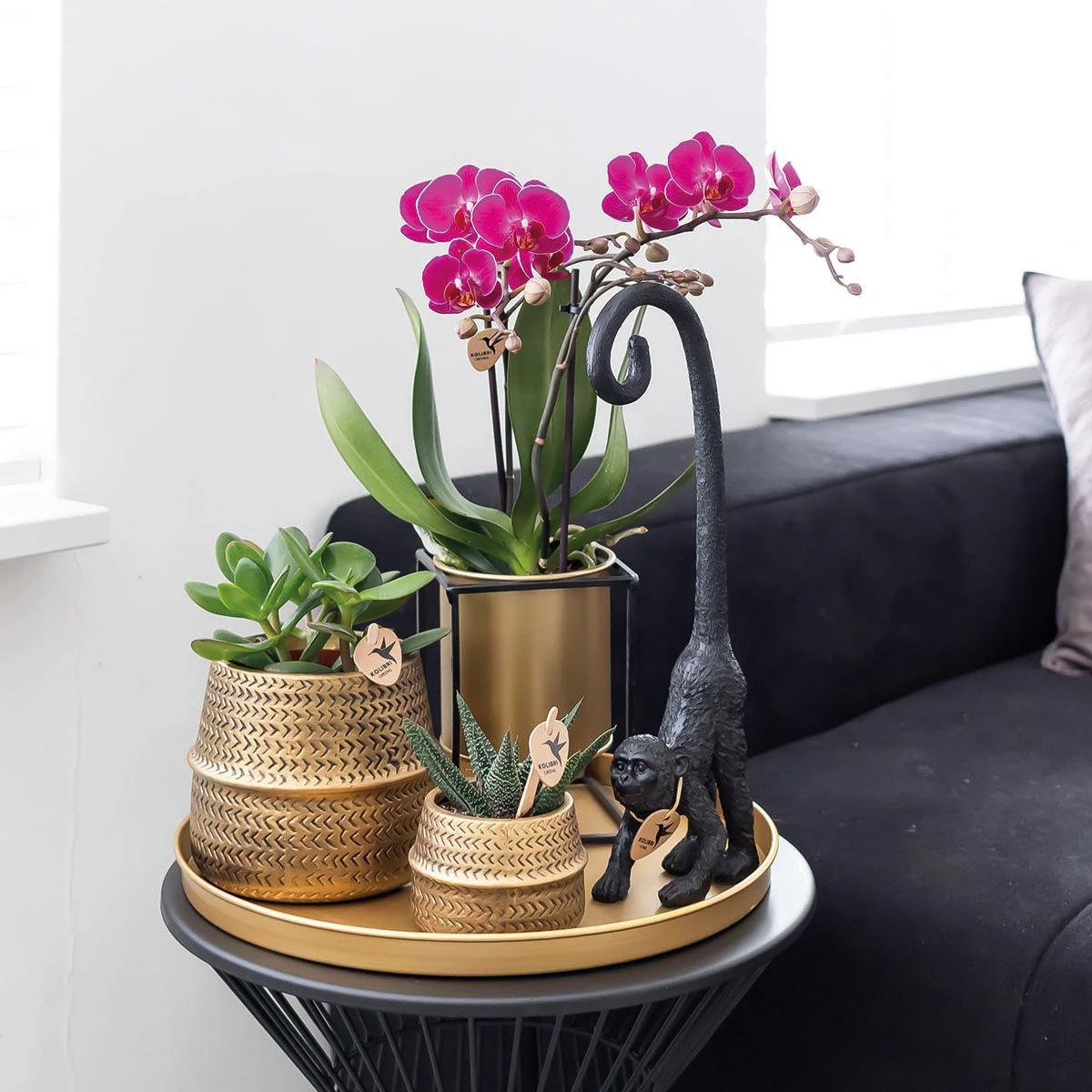 Colibr Orchids | COMBI DEAL of 2 purple polaropsis orchids - Morelia - potmate Ø9cm | -driving room plant - freshly from the grower by Kolibri Company