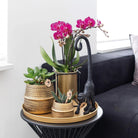 Colibr Orchids | COMBI DEAL of 2 purple polaropsis orchids - Morelia - potmate Ø9cm | -driving room plant - freshly from the grower by Kolibri Company