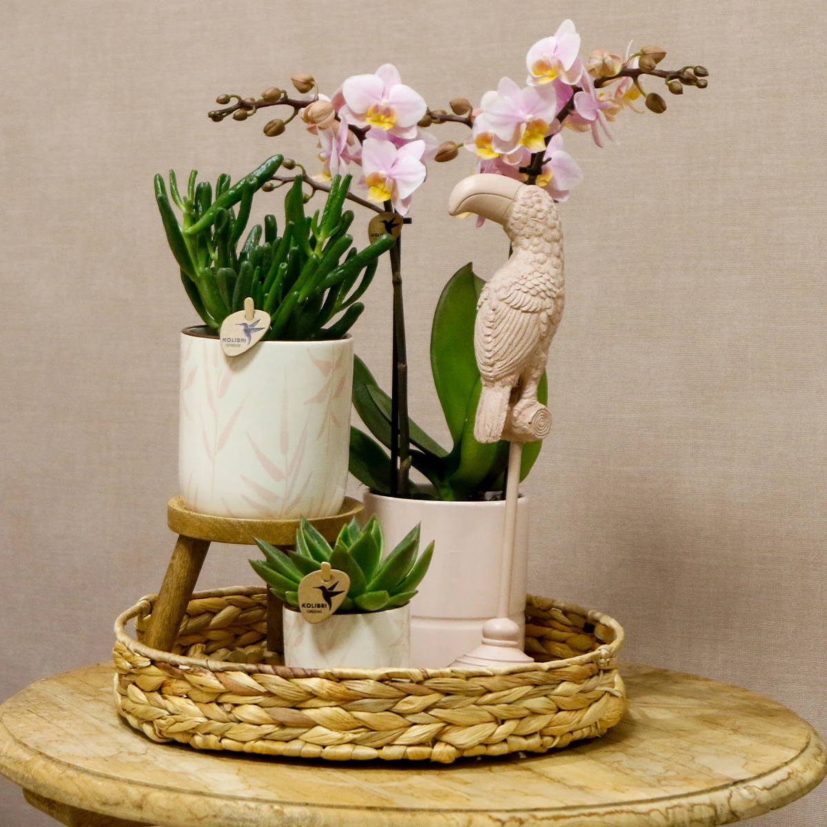 Kolibri Company | Gift Set Love Pink | Plant set with pink phalaenopsis orchid and succulents incl. Ceramic decorative pots by Kolibri Company