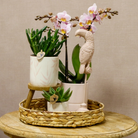 Kolibri Company | Gift Set Love Pink | Plant set with pink phalaenopsis orchid and succulents incl. Ceramic decorative pots by Kolibri Company