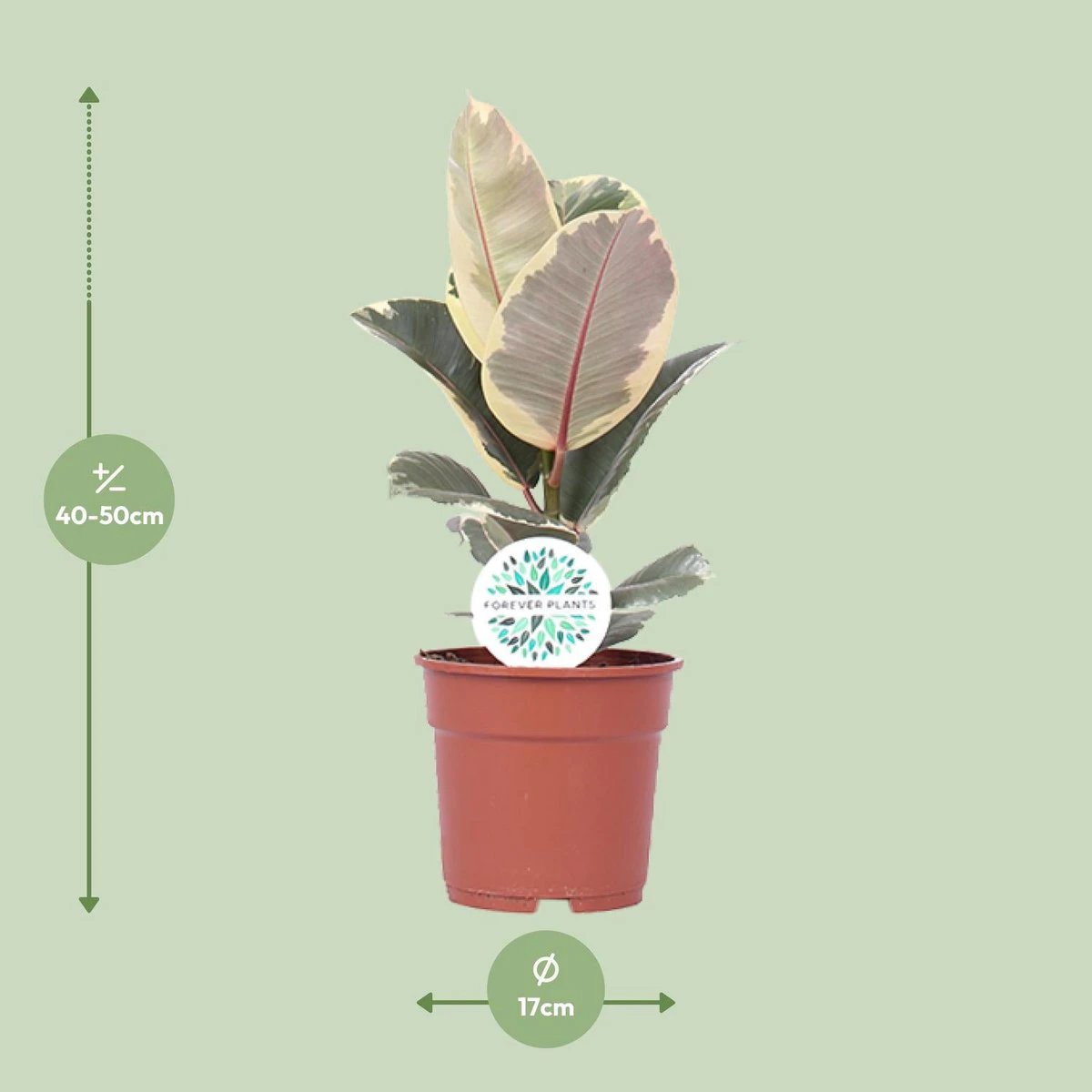 Ficus Elastica Tineke - Ø17cm - ↕50cm by MEERgroothandel Planten