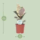 Ficus Elastica Tineke - Ø17cm - ↕50cm by MEERgroothandel Planten