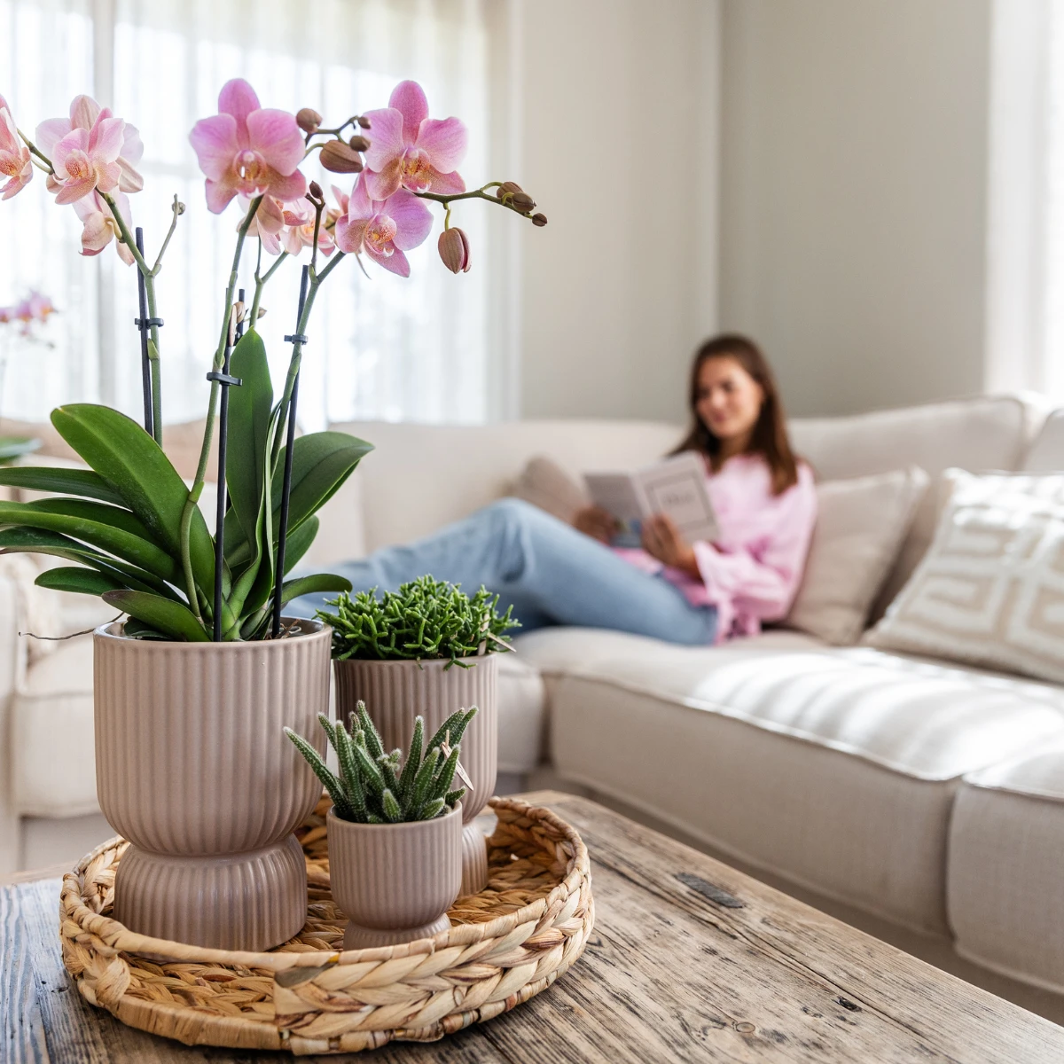 Kolibri Orchids I COMBI DEAL of 2 old pink Phalaenopsis orchids - Treviso - pot size Ø12cm | flowering houseplant - fresh from the grower by Kolibri Company