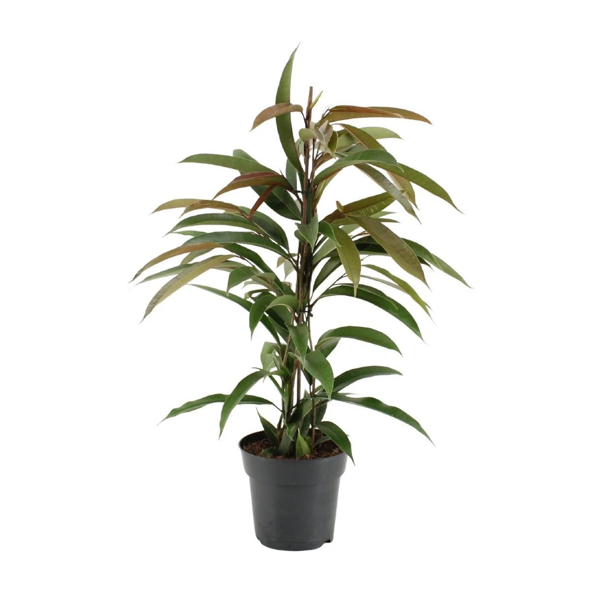 Ficus Binnendijkii Amstel King - Ø17cm - ↕70cm by MEERgroothandel Planten
