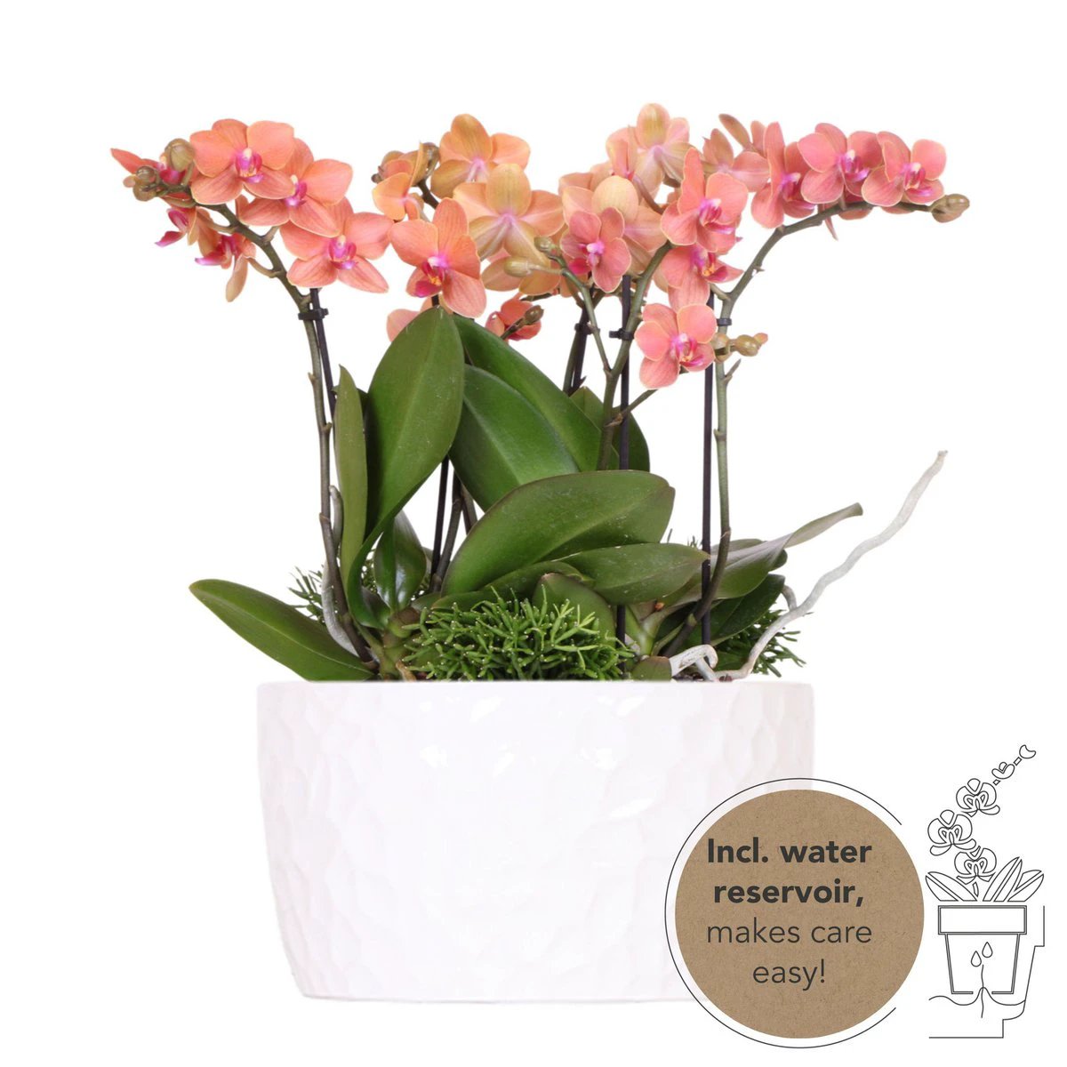 Hummingbird Orchids | orange plant set in Honey dish incl. water reservoir | three orange orchids Bolzano 9cm and three green plants | Jungle Bouquet orange with self-sufficient water reservoir by Kolibri Company