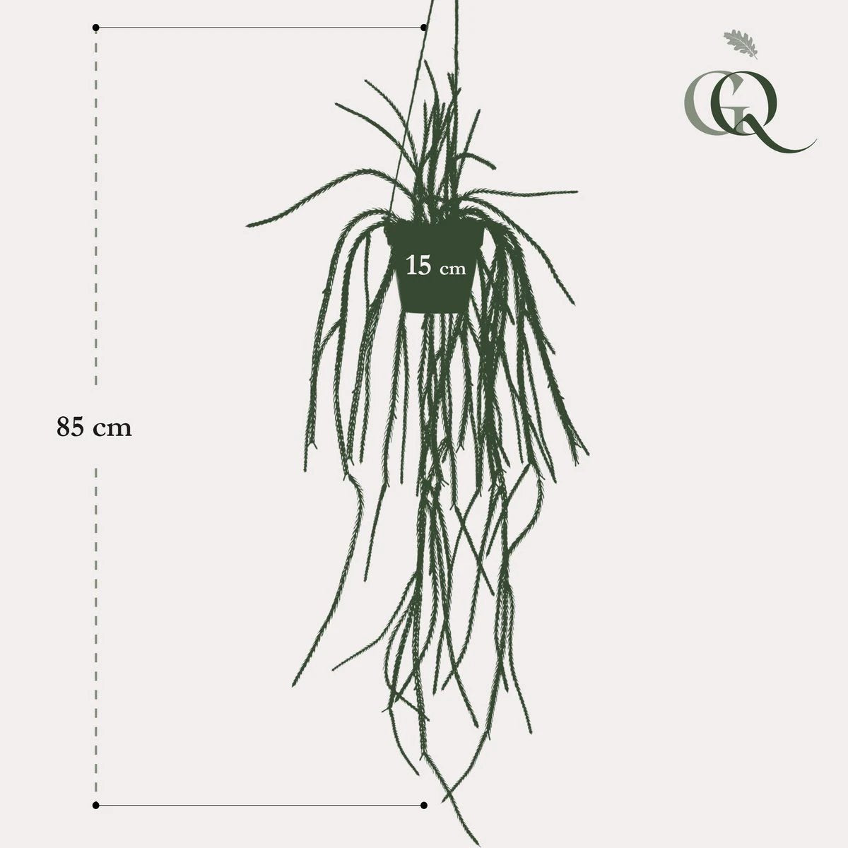 Art plant - Rhypsalis - Coral Cactus - 85 cm by Green boutiQ