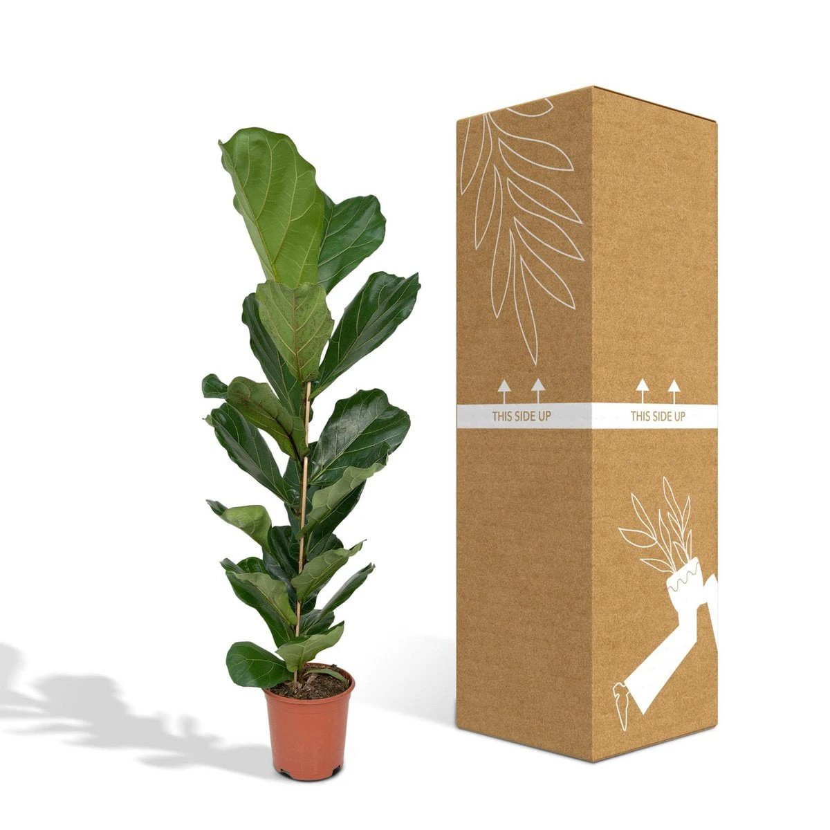 Ficus Lyrata - Rubber plant - Ø21cm - ↕100cm by MEERgroothandel Planten