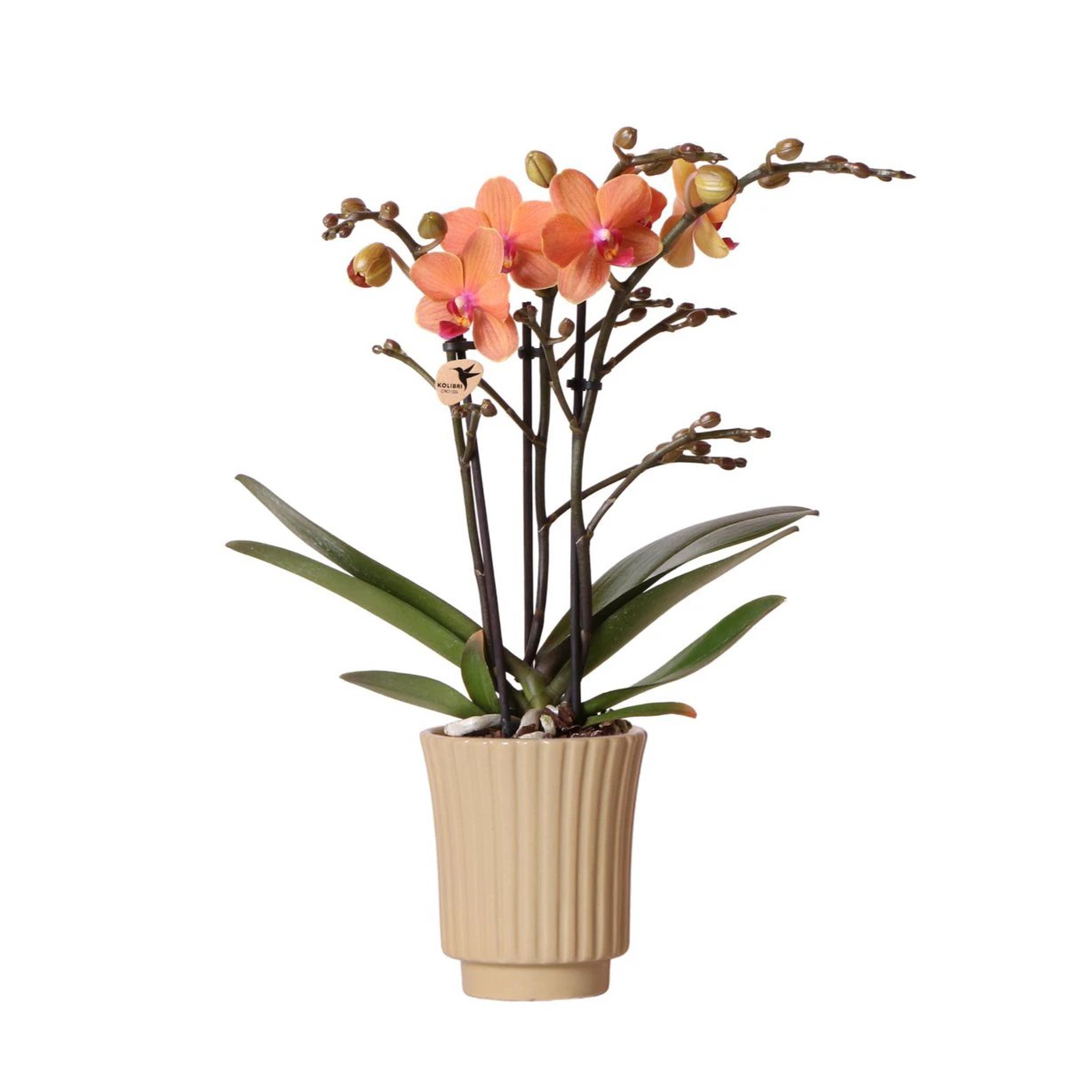 Hummingbird Orchids | Orange Phalaenopsis orchid - Mineral Bolzano + Retro khaki - pot size Ø9cm | flowering houseplant - fresh from the grower by Kolibri Company