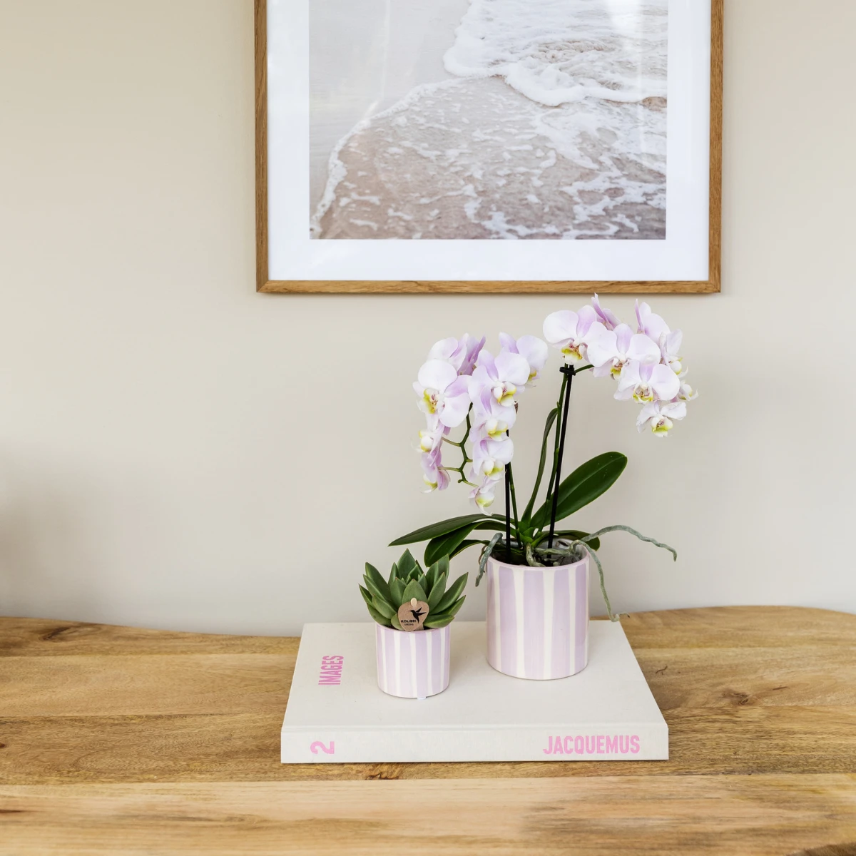 Kolibri-Orchideen | Rosa Phalaenopsis-Orchidee Portugal + Painted Stripe-Topf rosa – Topfgröße Ø9 cm | blühende Zimmerpflanze – frisch vom Züchter von Kolibri Company