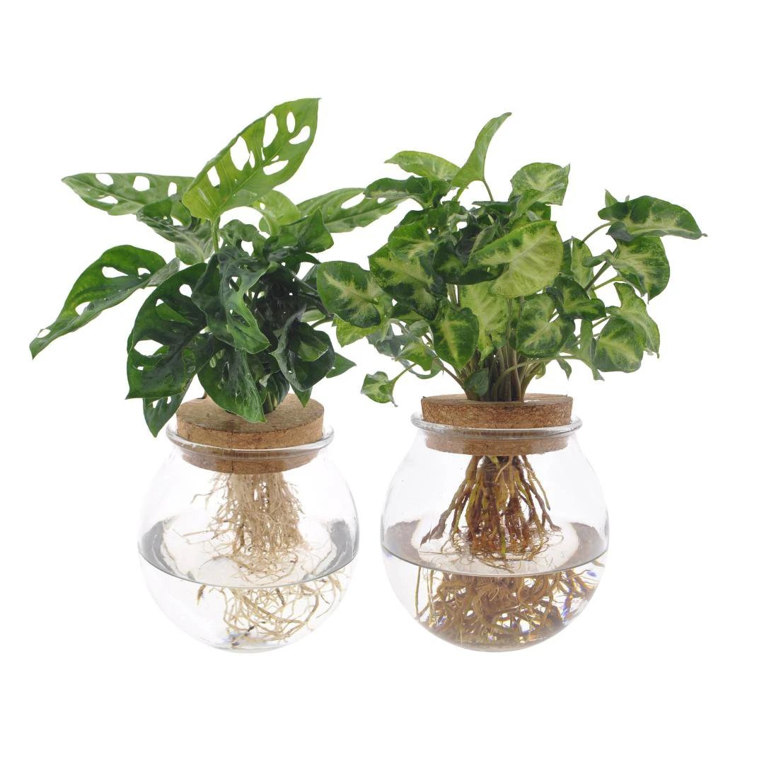 Bolglas Duo Monstera Adansonii/Syngonium Green - 2 stuks - Ø12cm - ↕12-30cm by MEERgroothandel Planten