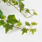 Artificial hanging plant Ivy Green by Mica Decorations
