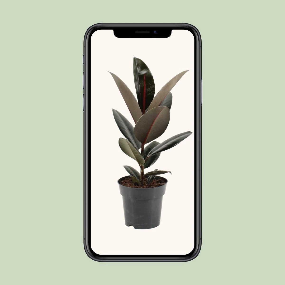 Ficus elastica Abidjan – Ø17 cm – ↕55 cm von MEERgroothandel Planten