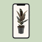 Ficus elastica Abidjan – Ø17 cm – ↕55 cm von MEERgroothandel Planten