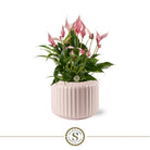 Bologna Pastel Pink Lilli by Blooming Luxury