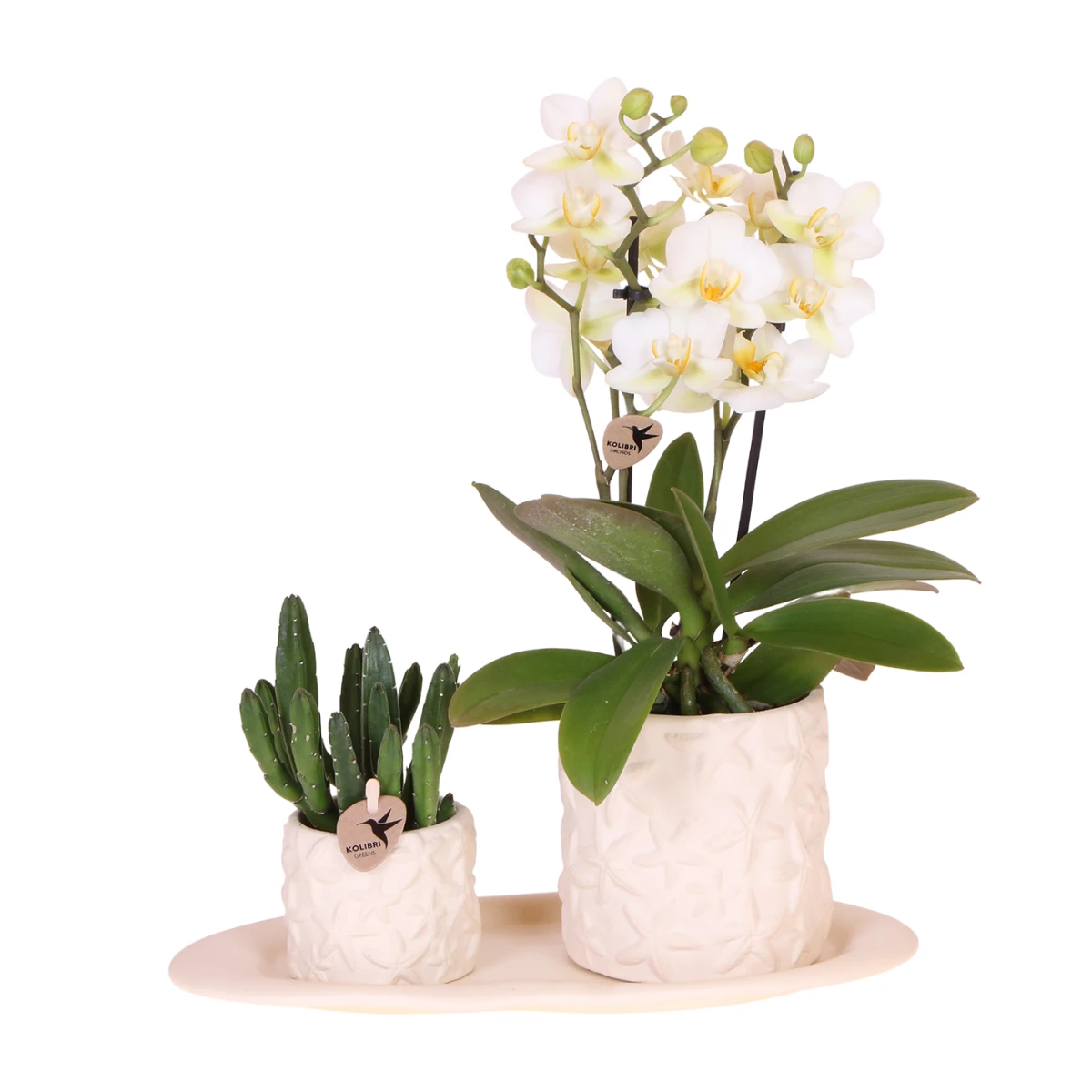 Hummingbird Company | Plant set Star Fish small | White Phalaenopsis Orchid Lausanne and Succulent incl. ceramic decorative pots on white organic tray by Kolibri Company