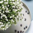 Campanula Addenda – Glockenblume weiß, Topfgröße 12 cm – 2 m2 Bodendecker – 12 Stück – Ambella weiß – Gartenpflanzen – winterhart von Kolibri Company