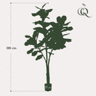Art plant - Ficus Lyrata - Tobacco Plant - 180 cm by Green boutiQ