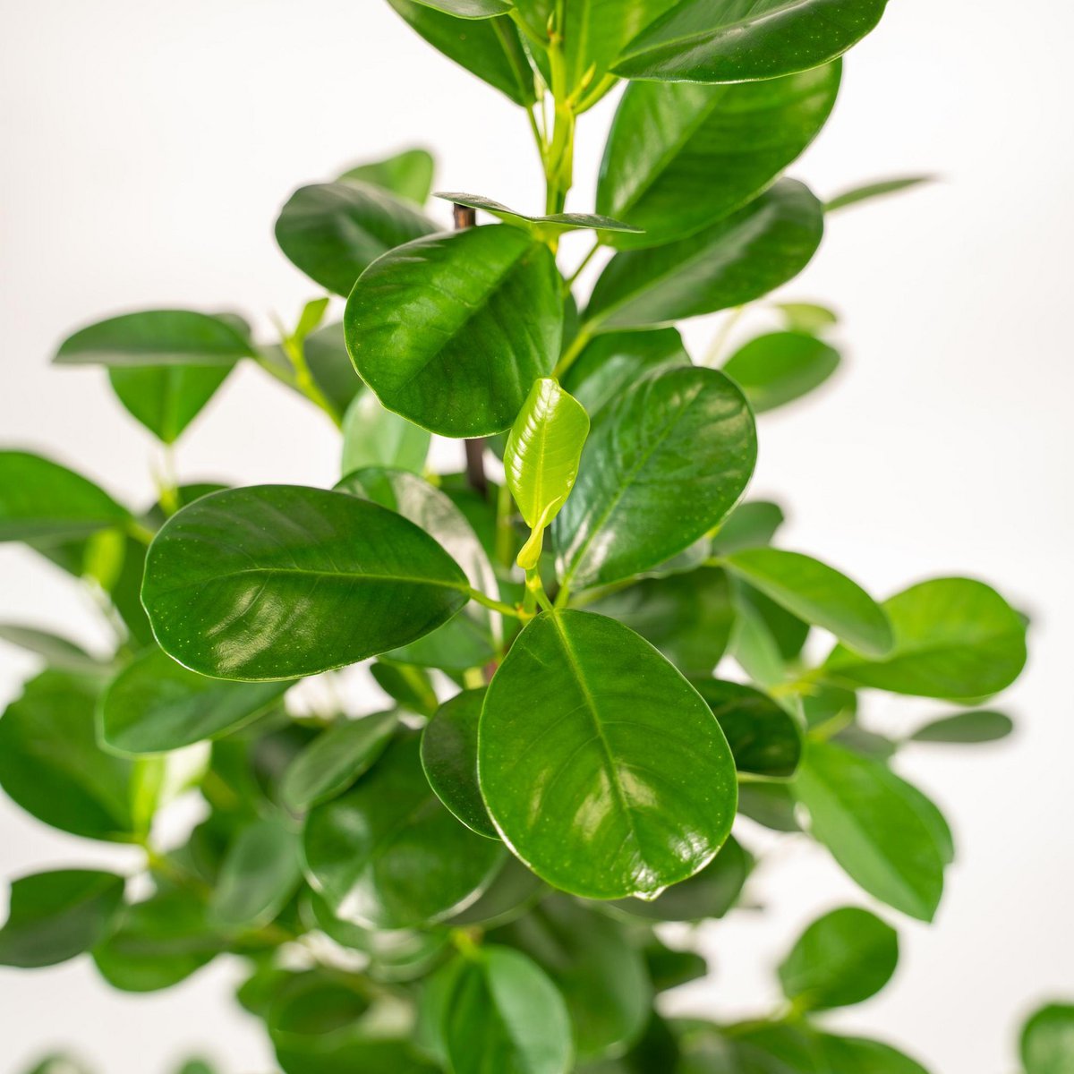 Ficus microcarpa Moclame - ↨95cm - Ø21cm + Mand Selin by MEERgroothandel Planten