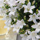 Campanula Addenda – Glockenblume, weiß, Topfgröße 12 cm – 2 m² Bodendecker – 12 Stück – Ambella White – Gartenpflanzen – winterhart von Kolibri Company