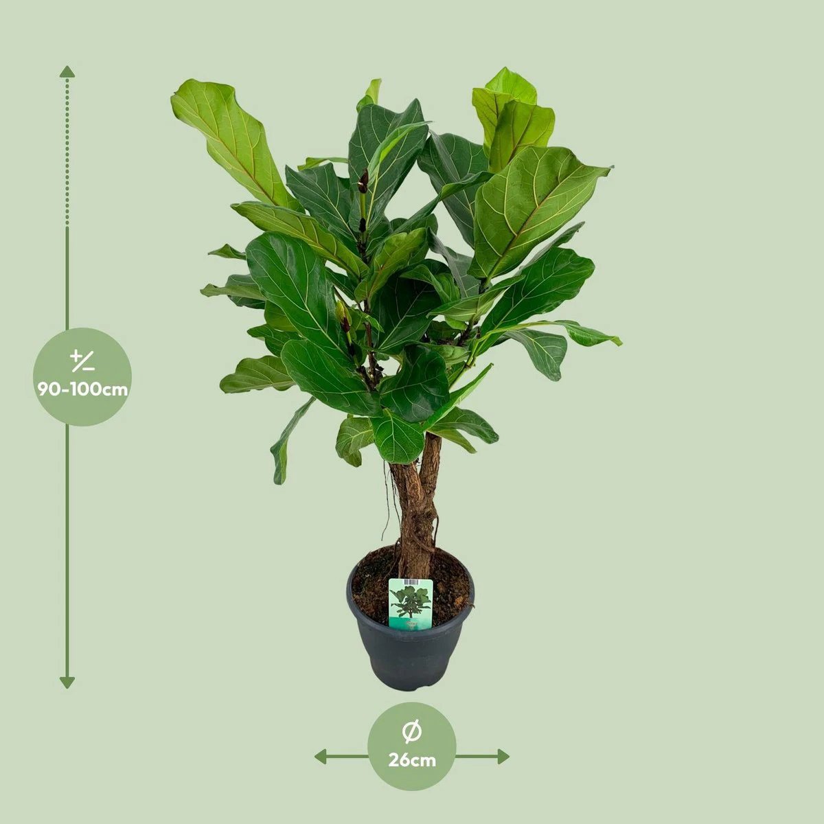 Ficus Lyrata - Ø26cm - ↕100cm by MEERgroothandel Planten