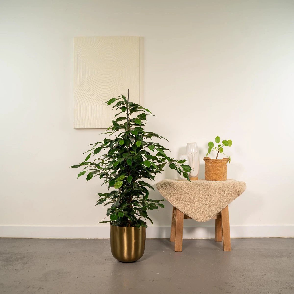 Ficus benjamina Danielle - Ø21cm - ↕95cm by MEERgroothandel Planten