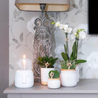 Kolibri Orchids - Surprise box mix - plant discount box - surprise box with 4 different orchids - fresh from the grower by Kolibri Company