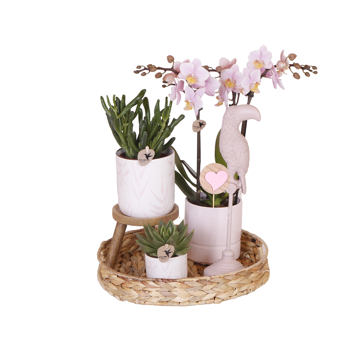 Kolibri Company | Gift Set Love Pink | Plant set with pink phalaenopsis orchid and succulents incl. Ceramic decorative pots by Kolibri Company