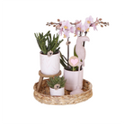 Kolibri Company | Gift Set Love Pink | Plant set with pink phalaenopsis orchid and succulents incl. Ceramic decorative pots by Kolibri Company