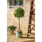 Artificial plant Laurel Green by Mica Decorations