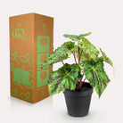 Kunstpflanze – Begonia Rex – Blattschmuckbegonie – 25 cm von Green boutiQ