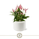 Bologna White Lilli by Blooming Luxury