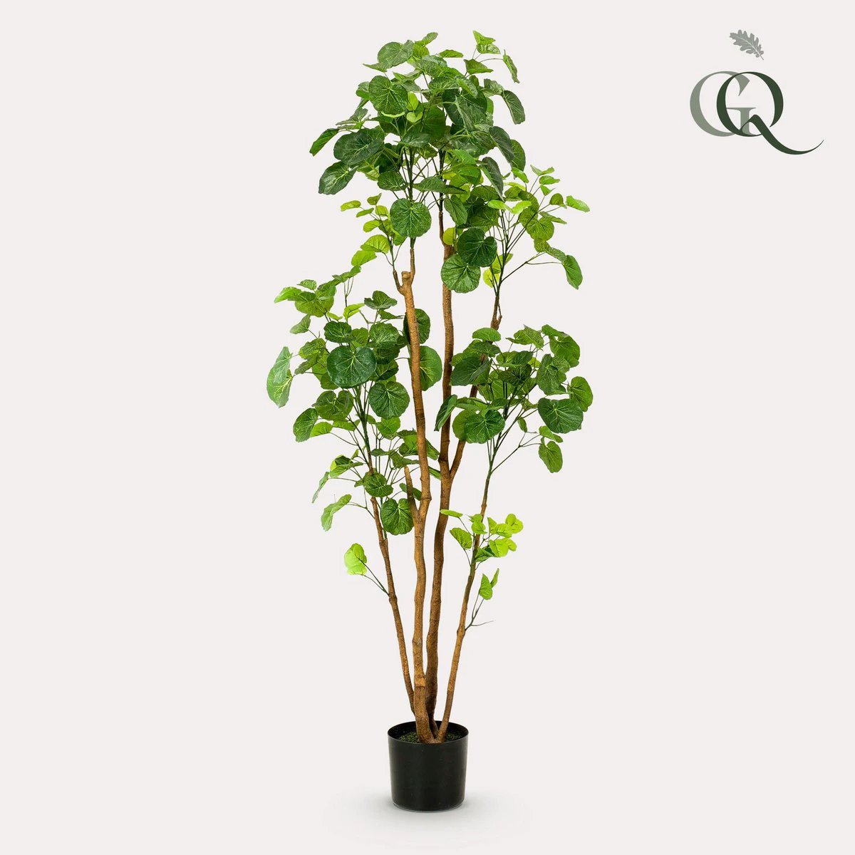 Kunstplant - Polyscias - Aralia - 160 cm by Green boutiQ