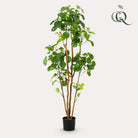 Kunstplant - Polyscias - Aralia - 160 cm by Green boutiQ