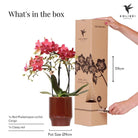 Kolibri-Orchideen | rote Phalaenopsis-Orchidee – Congo + Classy Red – Topfgröße Ø9 cm | blühende Zimmerpflanze – frisch vom Züchter von Kolibri Company