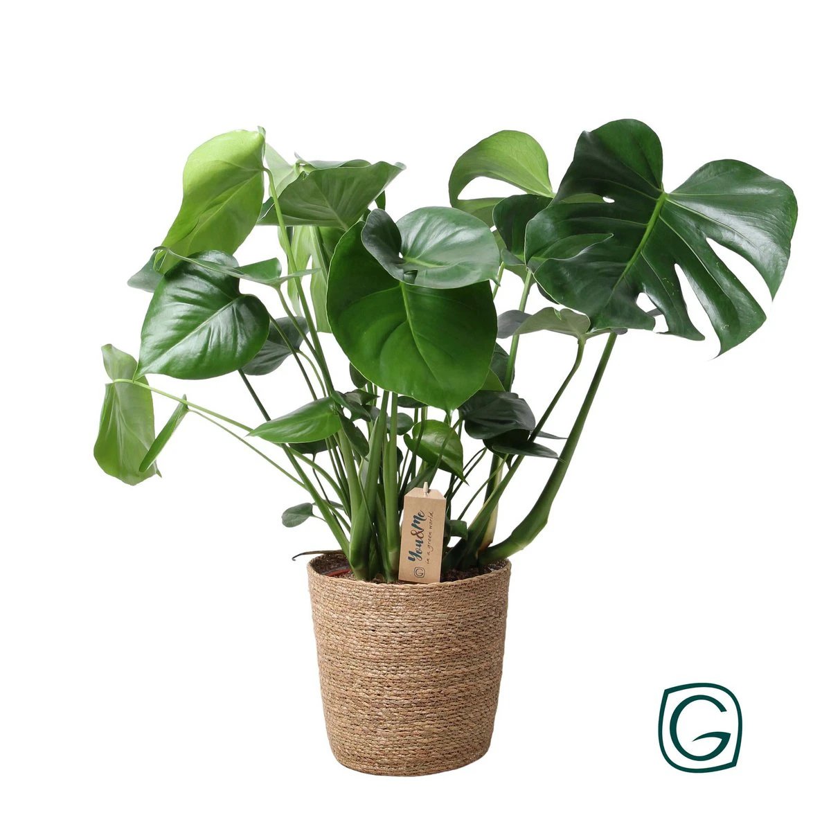 Monstera In Natural Basket - Ø21cm - ↕60cm by MEERgroothandel Planten