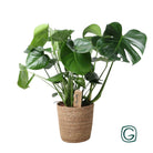Monstera In Natural Basket - Ø21cm - ↕60cm by MEERgroothandel Planten