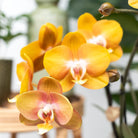 Kolibri Orchids | Orange Orchid Set In Honey Dish incl. Water reservoir | Three Orange Orchids Las Vegas12CM | Mono Bouquet White with self -sufficient water reservoir by Kolibri Company