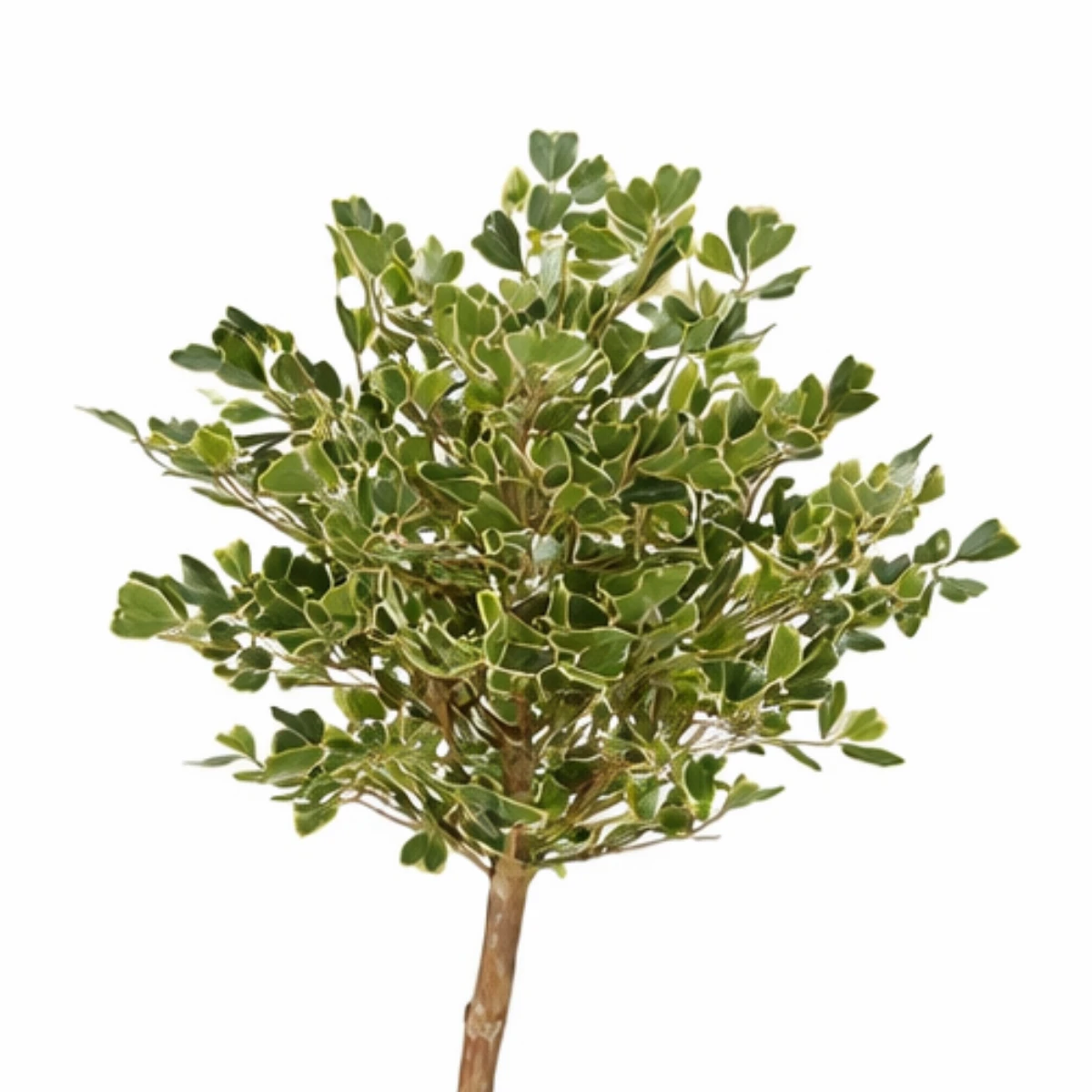 Artificial plant Ficus Green by Mica Decorations
