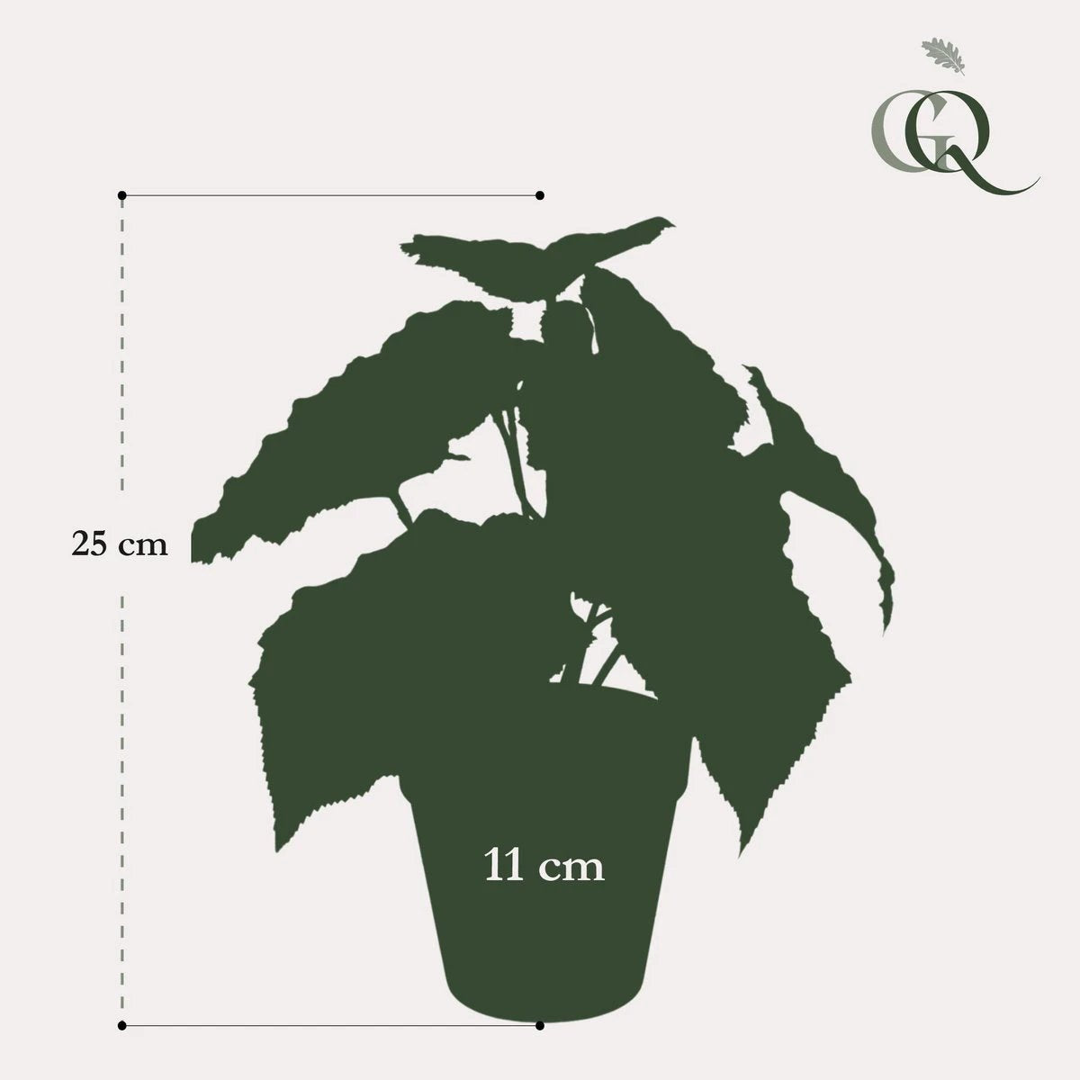 Kunstpflanze – Begonia Rex – Blattschmuckbegonie – 25 cm von Green boutiQ
