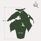 Kunstpflanze – Begonia Rex – Blattschmuckbegonie – 25 cm von Green boutiQ