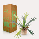 Kunstpflanze – Hirschgeweihfarn – Staghorn – 33 cm von Green boutiQ
