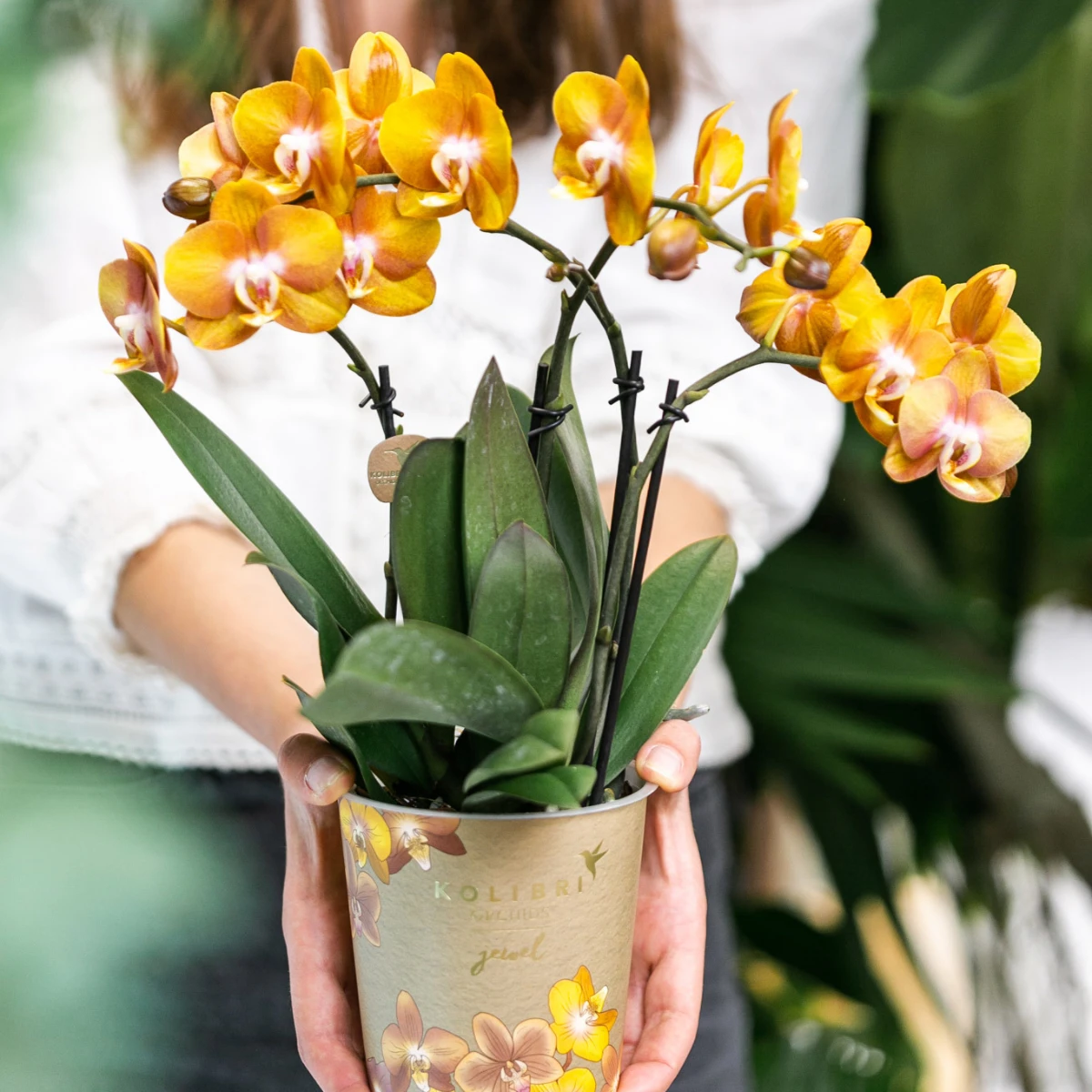 Kolibri Orchids I COMBI DEAL of 2 Phalaenopsis orchids - Las Vegas - pot size Ø12cm | flowering houseplant - fresh from the grower by Kolibri Company