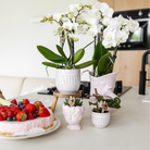 Kolibri Greens | Green Plant - Calathea Makoyana - Green houseplant - Fresh from the grower - Ø6cm by Kolibri Company