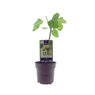 Ficus Panaché - Ø15 cm - ↕40 cm von MEERgroothandel Planten