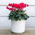 Kolibri Home | Simplicity flowerpot - ceramic decorative pot - white - 12 cm by Kolibri Company