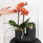 Kolibri Orchids | COMBI DEAL van 4 oranje Phalaenopsis orchideeën - Bolzano - potmaat Ø9cm | bloeiende kamerplant - vers van de kweker by Kolibri Company