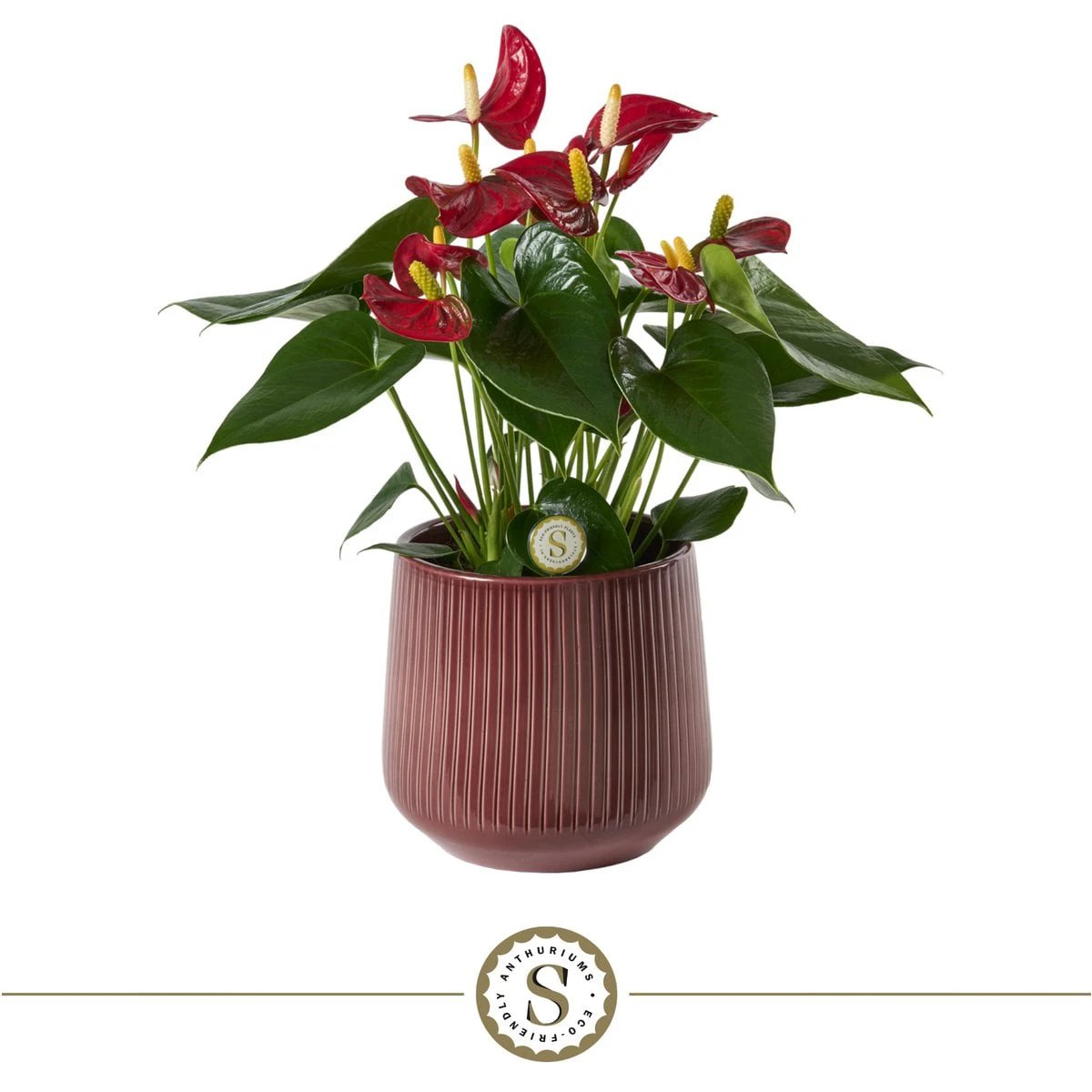Burgundy Red Champion by Blooming Luxury