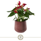 Burgundy Red Champion by Blooming Luxury